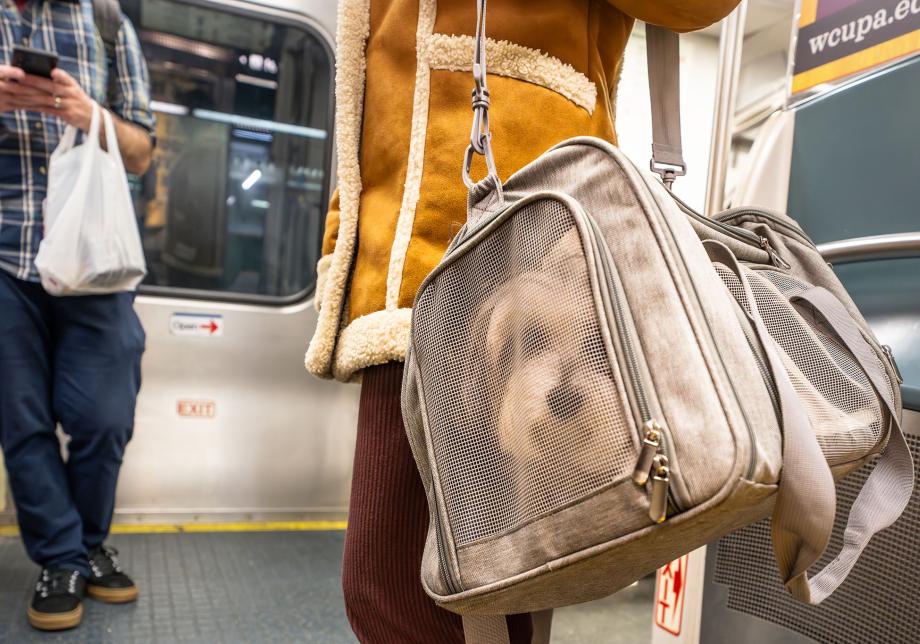 A small dog in a carrier on an LIRR train