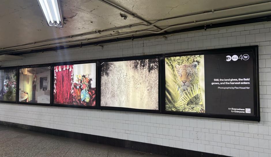 View of photography lightboxes with a lead image of a fake tiger.